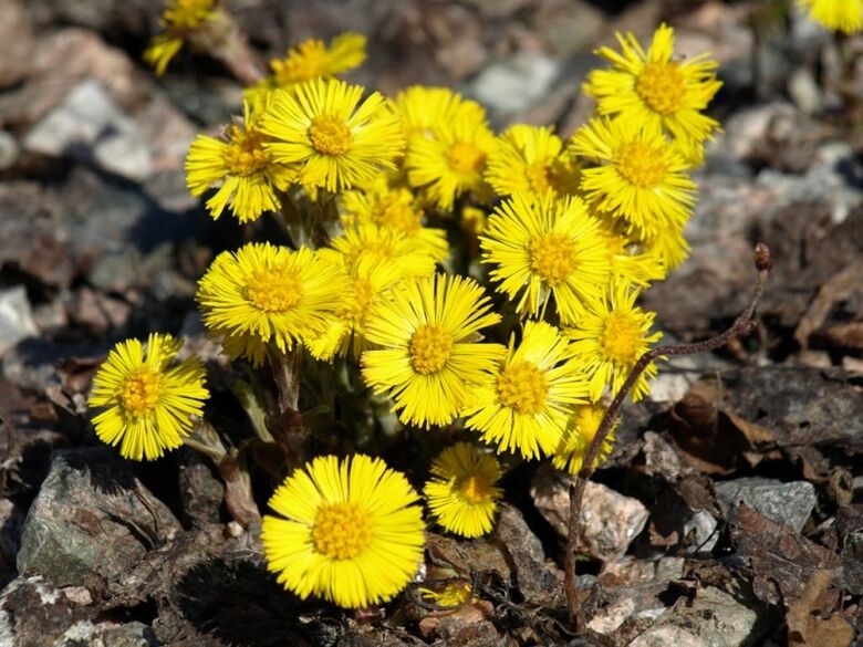 coltsfoot for the treatment of acute prostatitis